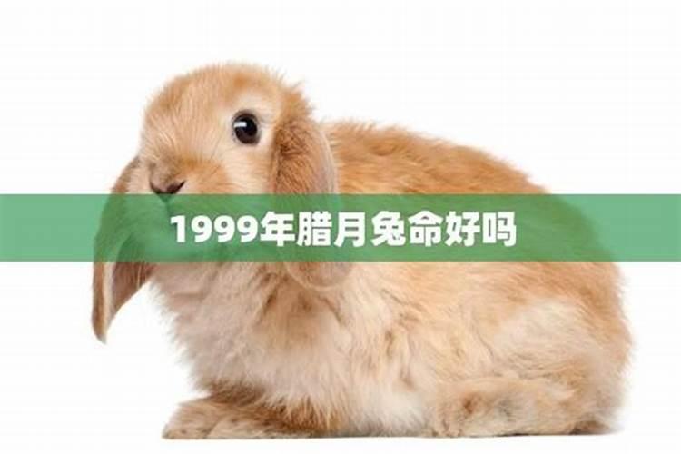 腊月兔出生的是什么命运