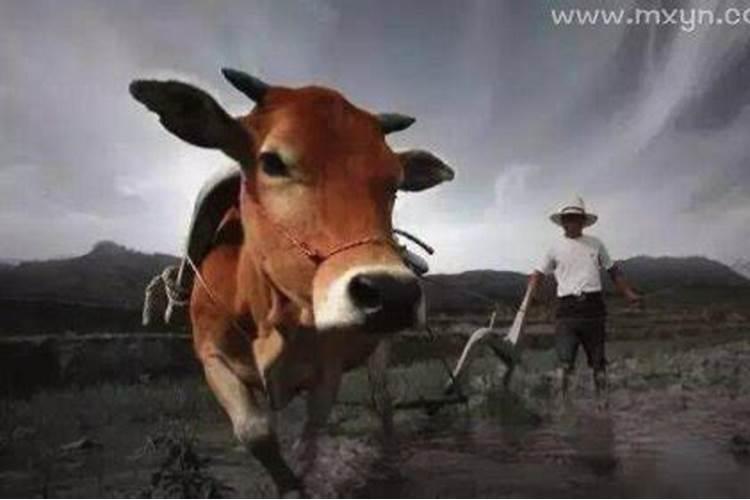 梦见牛死了有什么预兆？是什么意思？