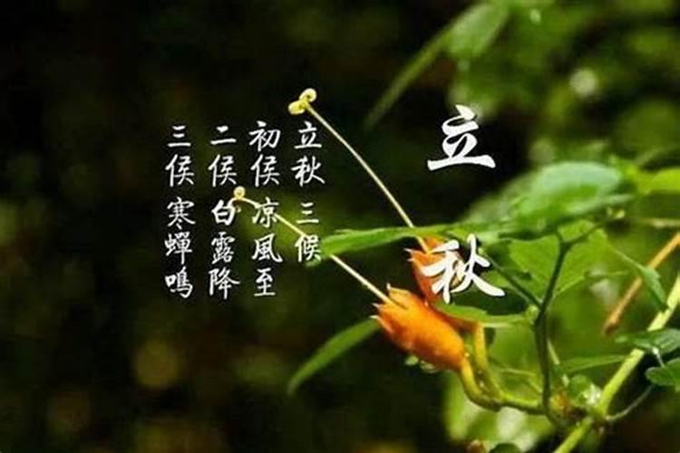 立秋节气的三侯 立秋节气的含义及寓意