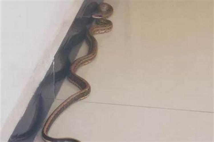 蛇进家里是什么预兆