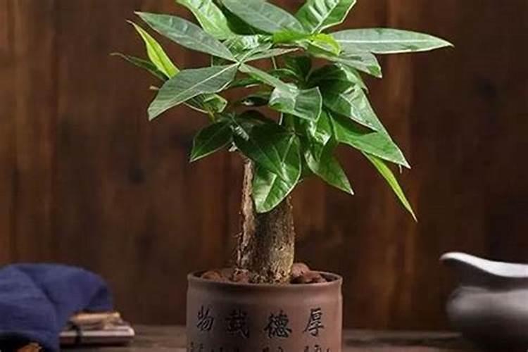 发财树三大忌讳