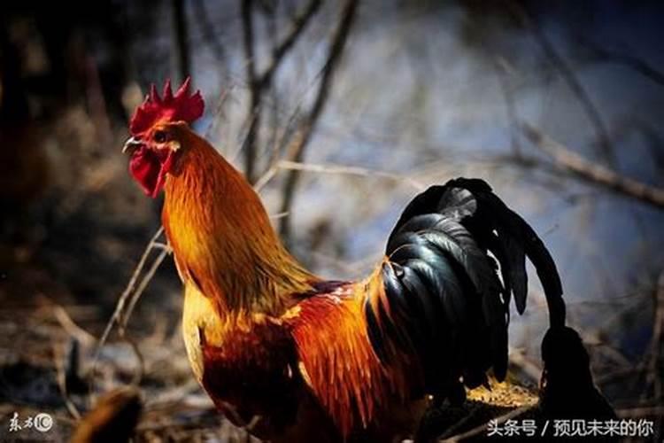 2024下半年12生肖运势吉凶分析