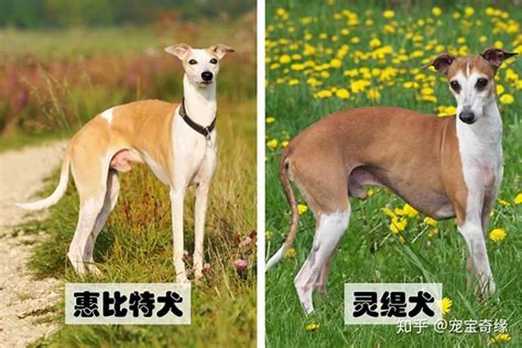 什么是童子命？童子命是怎样的呢？