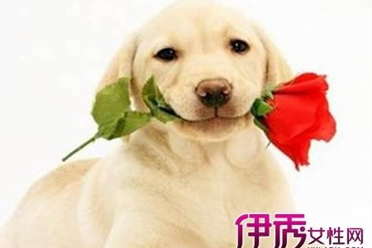 梦见妻子被狗咬