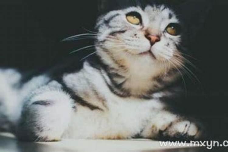 梦见死猫是什么意思周公解梦