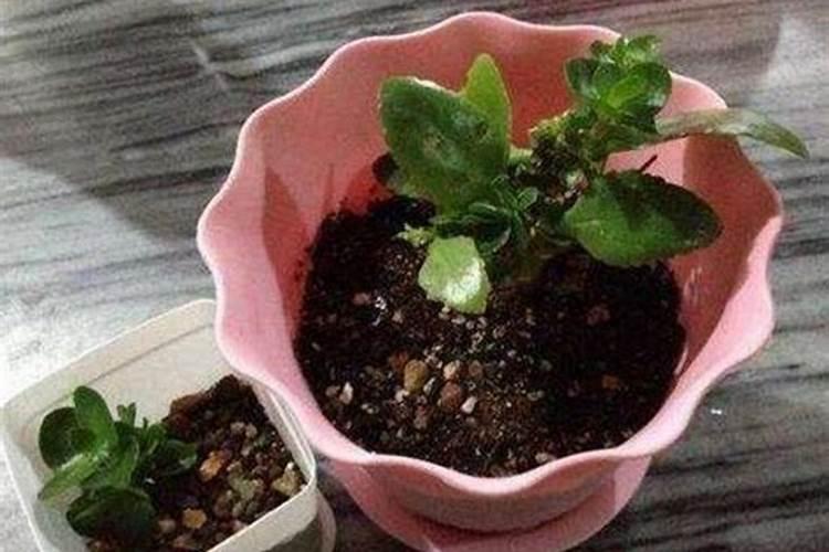 家里种花对风水有什么影响吗？
