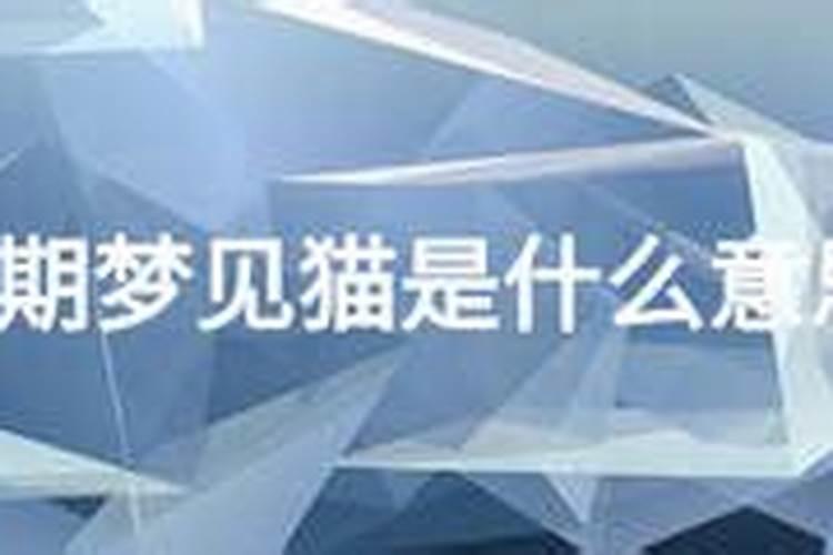 梦见猫咪什么预兆