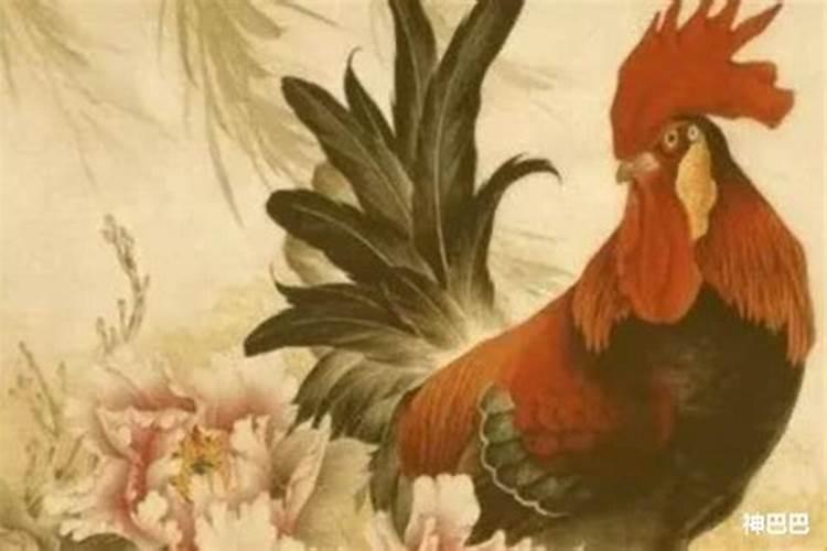 属鸡的双鱼座命好(生肖鸡双鱼座2024年全年运势)