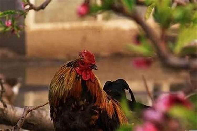 属鸡今年运势2025年每月运势