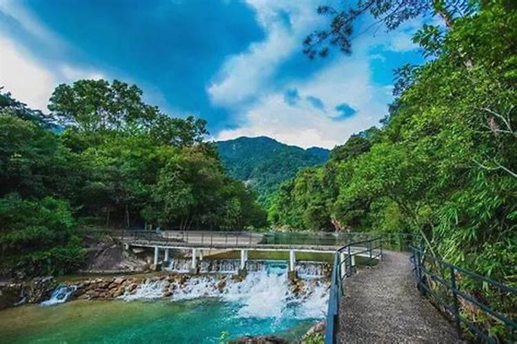 广东广州特产:增城迟菜心