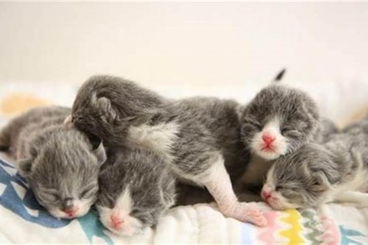 求“笑猫日记”的全文电子版或在线阅读版