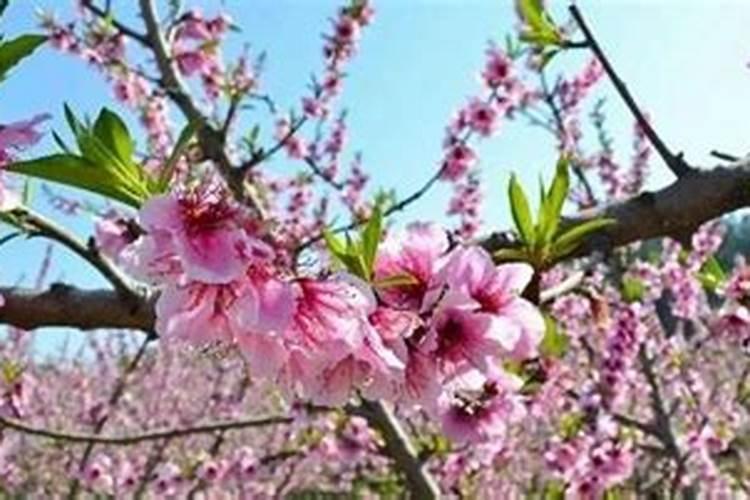 胡小林居士不是出家法师,居士可以讲法吗？