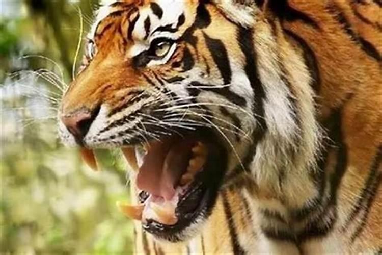 梦见和猫玩的预兆