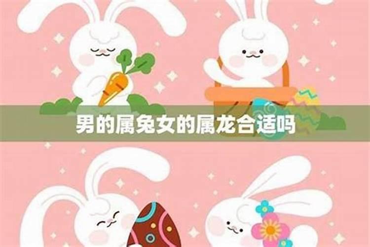 属鸡的会克死属兔的吗兔和鸡在一起对谁不利