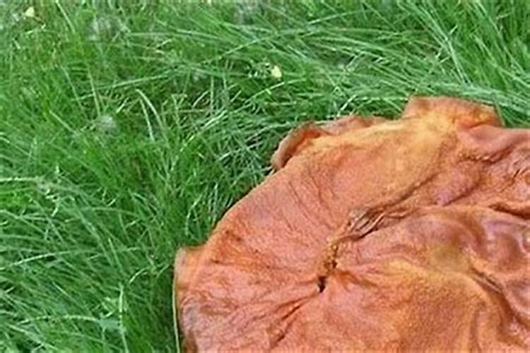 肉灵芝是什么 太岁肉灵芝是怎么形成的 生长在什么地方