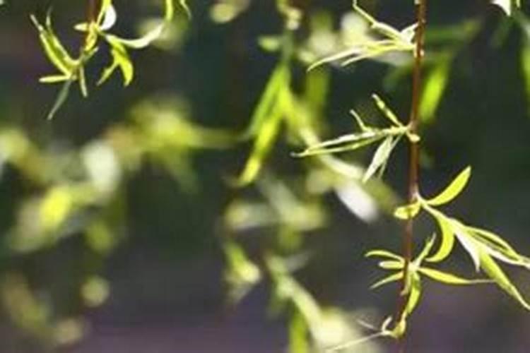 清明节盛传于哪个朝代