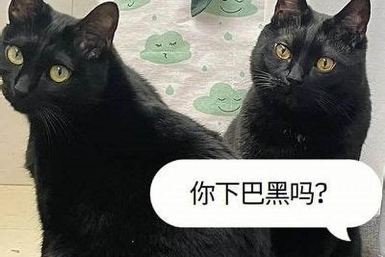 晚上看到黑猫有什么预兆吗？