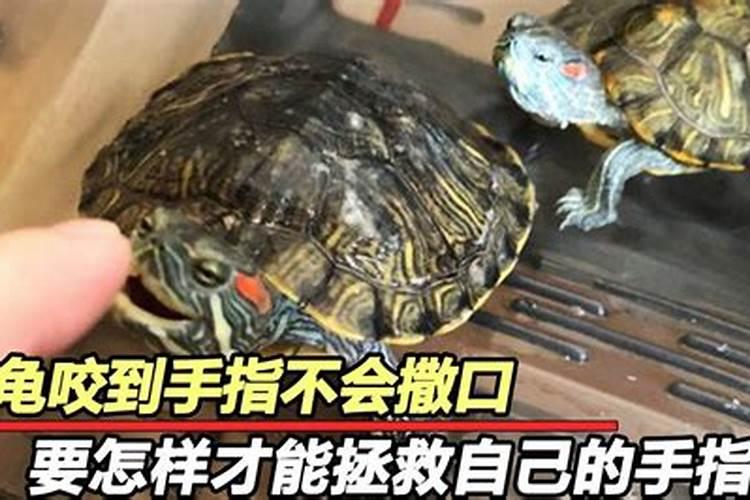 梦见被乌龟咬手指