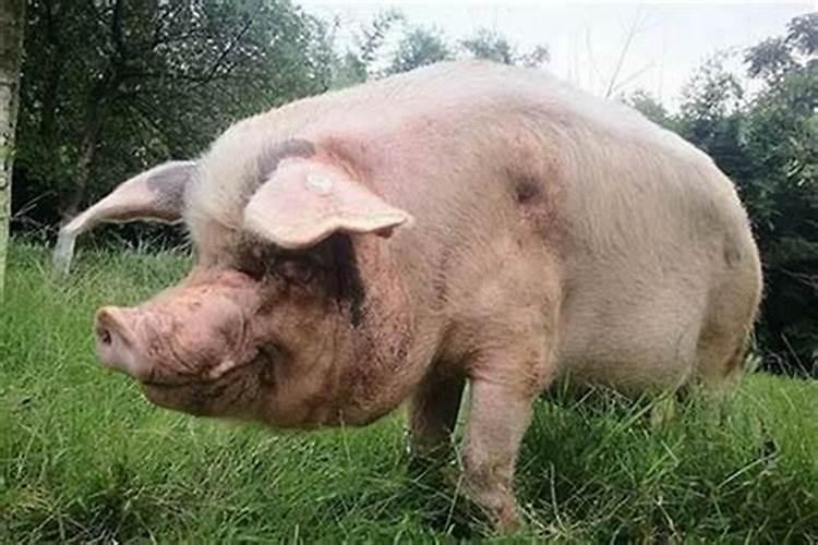 生肖牛狮子座和生肖猪处女座