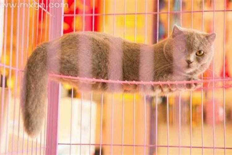 梦见狗咬死猫是什么意思 周公解梦是什么征兆？