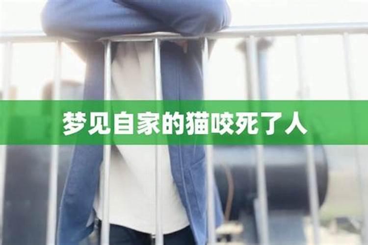 梦见猫被咬死的预兆