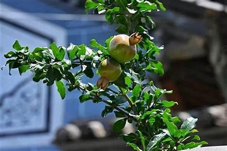 清明节扫墓先去爷爷坟还是父亲坟清明节上坟先上父亲还是先上爷爷百度...