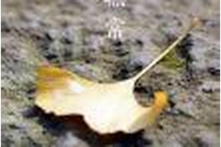 施食时招请并回向堕胎婴儿他们能得度吗