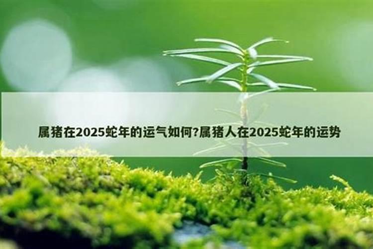 71年属猪人2025年躲不过的大难