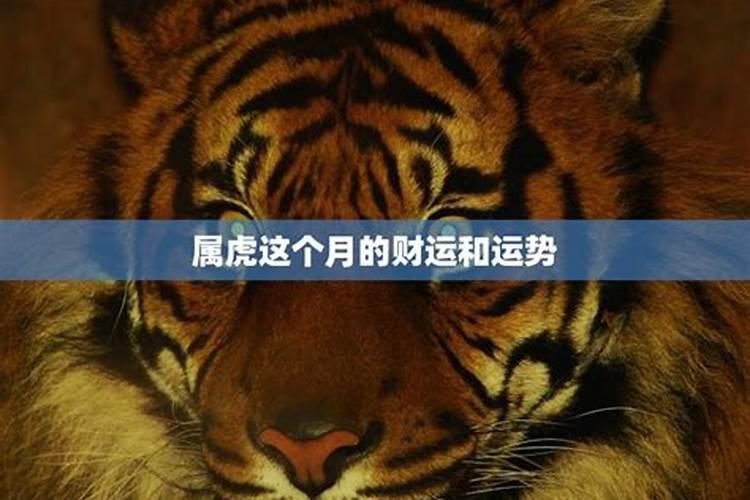 2025属虎人每月运势及运程如何 属虎的2025全年运势
