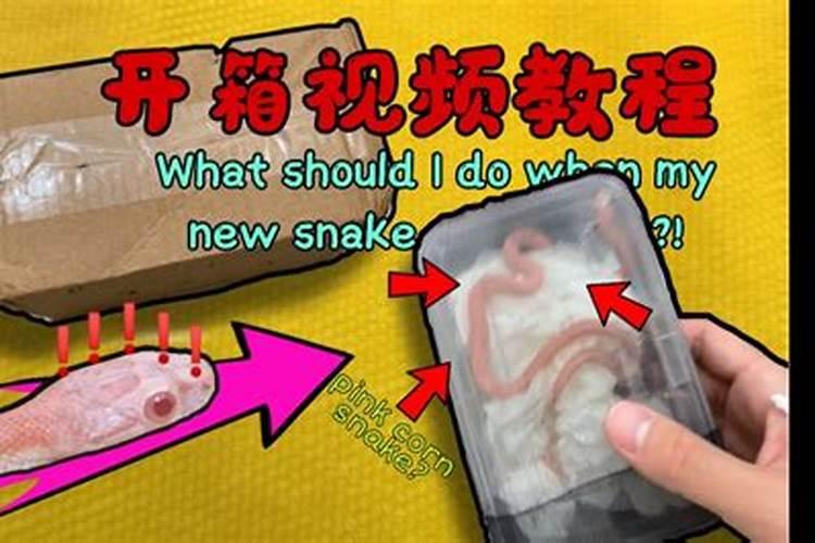 小蛇来家里是什么预兆