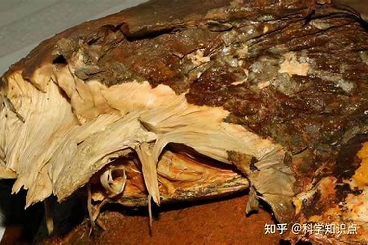 太岁是什么东西(太岁究竟是个什么东西)