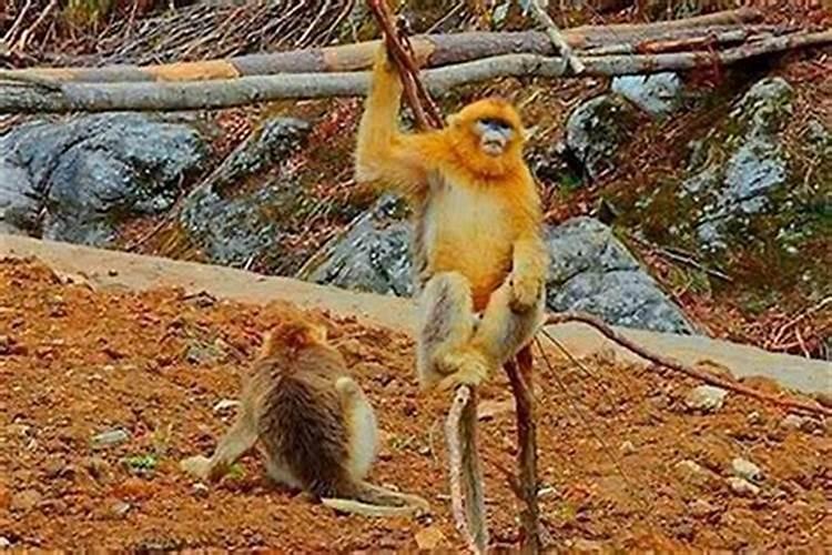 男属猴女属兔的婚姻如何？