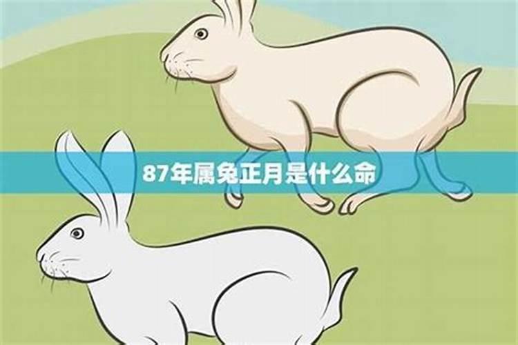 属兔一生的运势如何