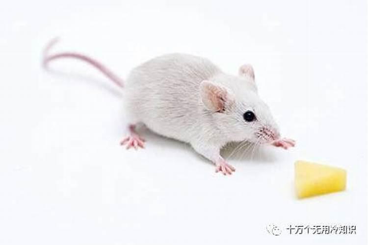 梦见老鼠咬脚趾头什么兆头 预示什么