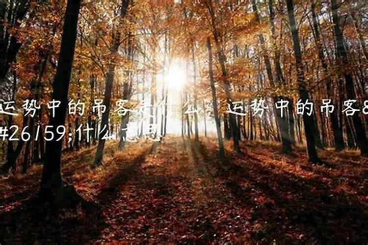 81属鸡养什么植物最旺财