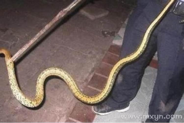 梦见打死一条蛇 周公解梦