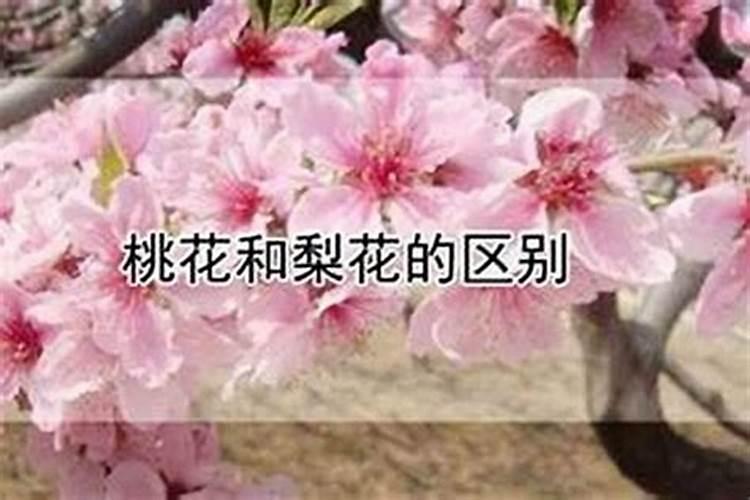 八字大运怎么看命理走桃花运 如何看八字桃花运的持续多久？