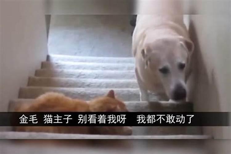 94狗和94狗合不合,94狗和95猪八字合不？