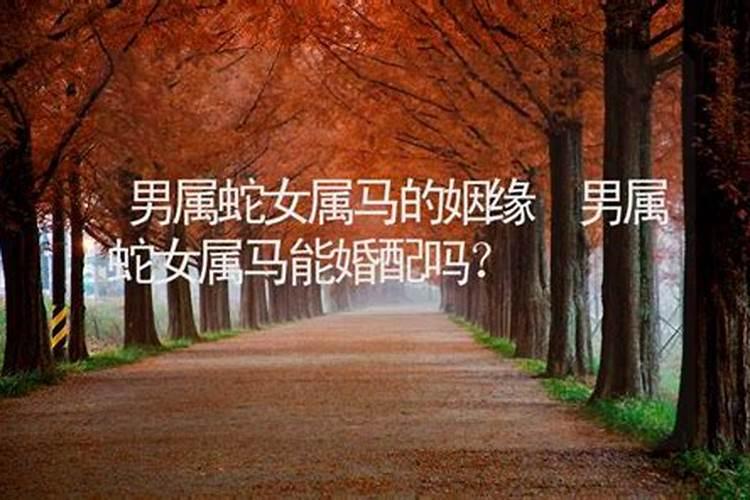 属马女和属蛇男的婚姻配吗