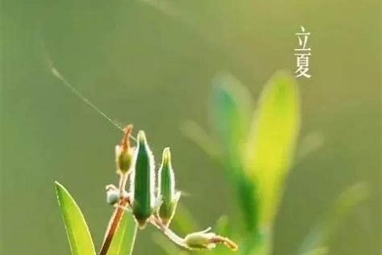 黄金太岁牌有什么寓意