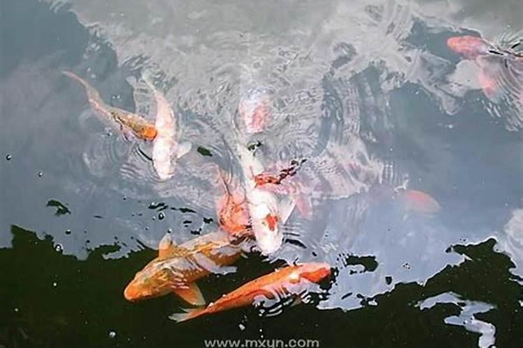 梦见很多鱼在水里游是什么意思 为什么梦见很多鱼在水里游
