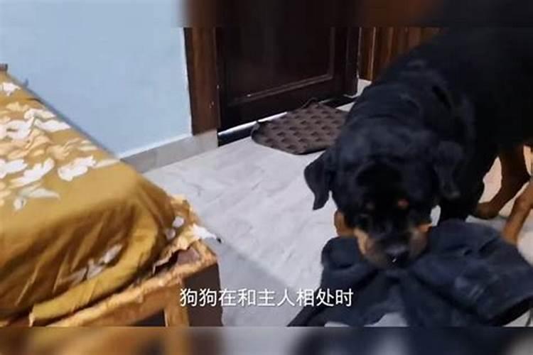 梦见自己的狗快死了好不好的预兆