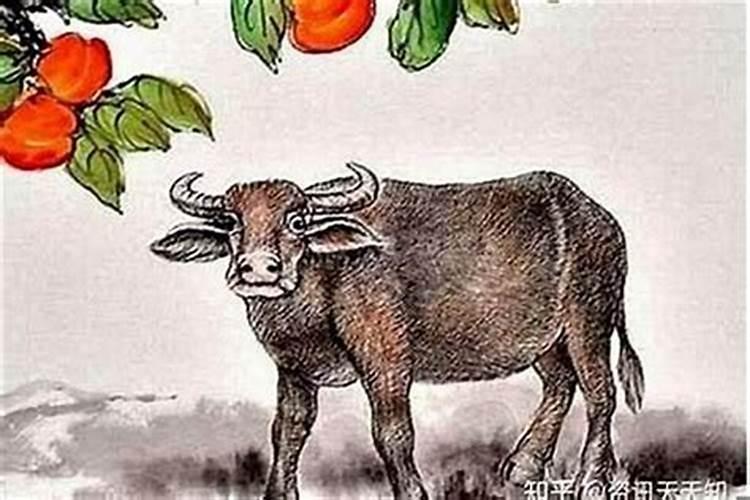1973年属牛一生三大坎,61年属牛终身三大坎
