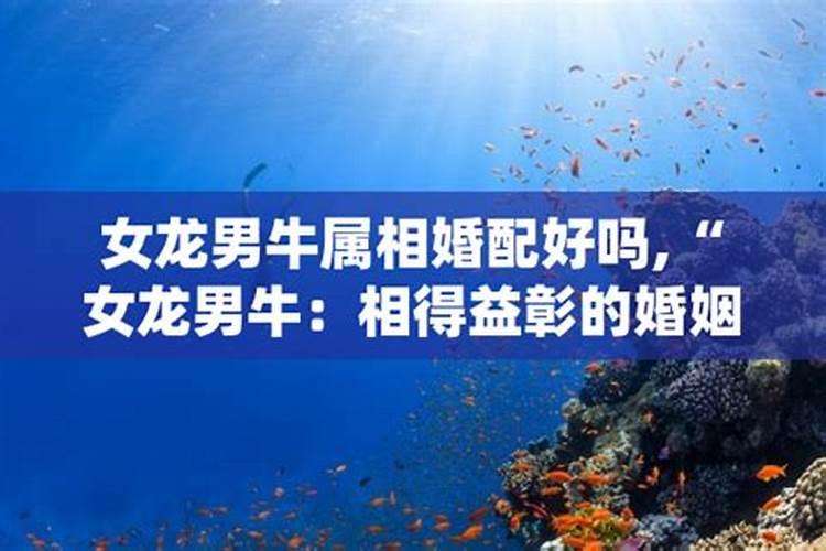 82狗2025年下半年运势