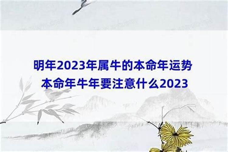 本命年的大忌属牛 需要注意的事情