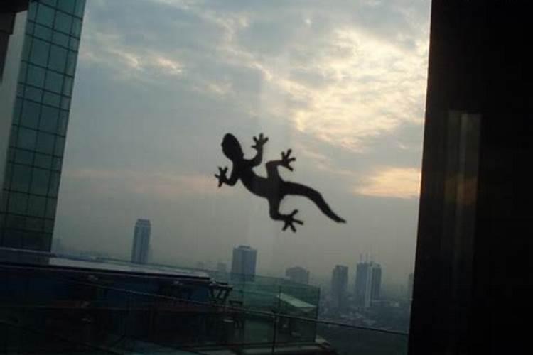 猪克蛇还是蛇克猪呢 属蛇和属猪相配吗