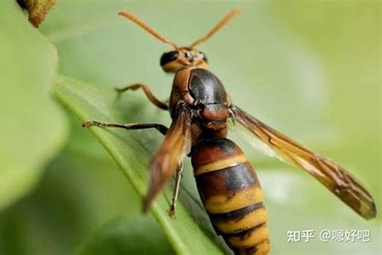 梦到马蜂没蛰自己是什么预兆
