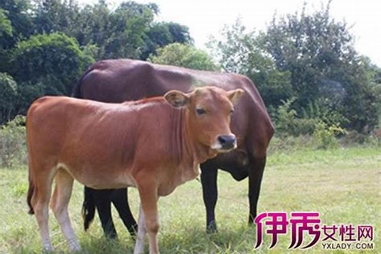 男人梦见牛的七大预兆