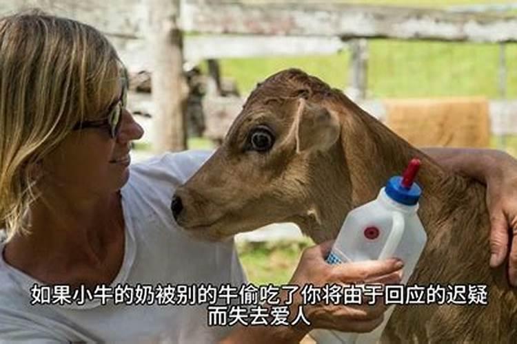 梦见梦见大牛是什么意思 梦见梦见大牛代表意思是什么