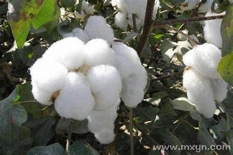 五十多岁的人梦见棉花什么意思